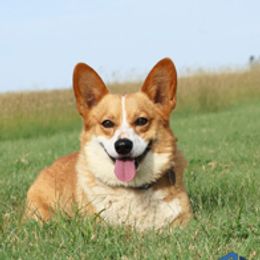 Spencer - Pembroke Welsh Corgi