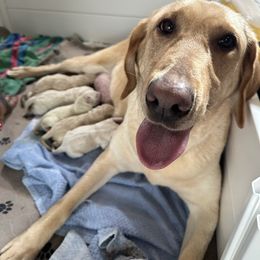 Girl 3 - Yellow Labrador Retriever puppy in Carmichael, California from Red Barn Family Labs