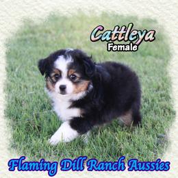 Cattleya - Black tri female Toy Australian Shepherd puppy in Forestburg, Texas from Flaming Dill Ranch Aussies