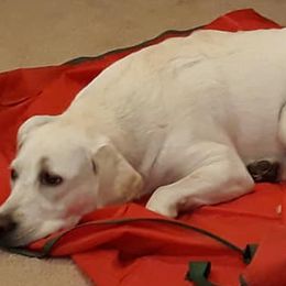 Labrador Retrievers from Sugar Delight Labradors