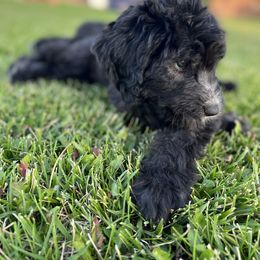 Bernedoodle, Goldendoodle, and Sheepadoodle Puppies from High Desert Doodles
