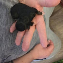 Girl 3 - Black and white female Shorkie puppy in North English, Iowa from Countryside Yorkies