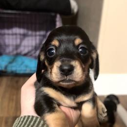 Brandi - Black and cream female Dachshund puppy in Nashville, Georgia from Riverside Dachshund