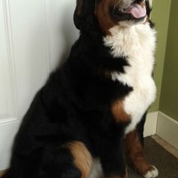 Bernese Mountain Dogs from Tami's Bernese Mountain Dogs