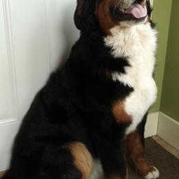 Bernese Mountain Dogs from Tami's Bernese Mountain Dogs