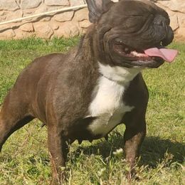 French Bulldogs from Frenchie Up Farms