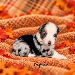 Pippin - Blue merle female Australian Shepherd puppy in Howardsville, Virginia from Spectacular Aussies and Cavaliers