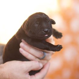 Light Pink Collar Female - Black female Labrador Retriever puppy in Williamston, Sc, South Carolina from Dutton Dog Co & Dalla Grazia Doberman
