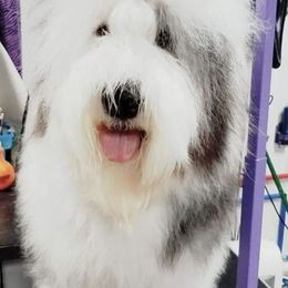 Old English Sheepdogs from Kirby's Sheepies