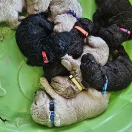 Poodle Puppies from Alisha's Poodles