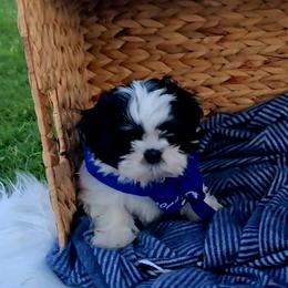 Shih Tzu Puppies from Shih Tzus of Gilbert