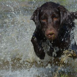Labrador Retriever All Grown Up from Champion Retrievers