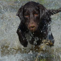 Labrador Retriever All Grown Up from Champion Retrievers