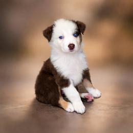 Beau - Red tri-color male Australian Shepherd puppy in Lakeland, Florida from Aussies of Hope LLC