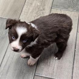Millet - Red & white female Miniature Australian Shepherd puppy in Dowagiac, Michigan from Wrightway Wigglebutts