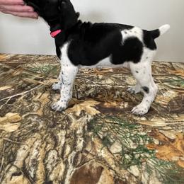 German Shorthaired Pointer Puppies from Jessica Johnson