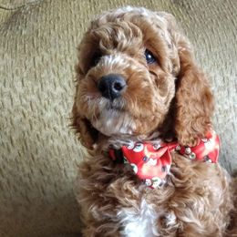 Goldendoodles and Poodles from Butterfly Creek Poodles & Doodles