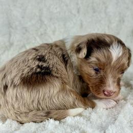 RMF12 - Red merle female Aussiedoodle puppy in Prague, Oklahoma from Classic K9’s  Aussies & Doodles