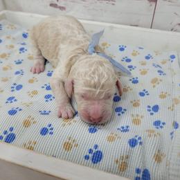 Marshall - Apricot male Goldendoodle puppy in Grabill, Indiana from Rose's Doodles