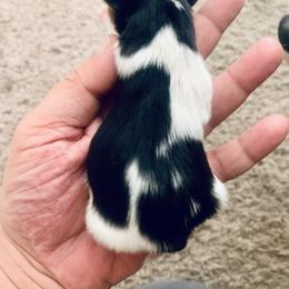 Boy 2 - Black tan and white male Biewer Terrier puppy in Litchfield Park, Arizona from Phoenix Golden Retriever & Biewer Terriers