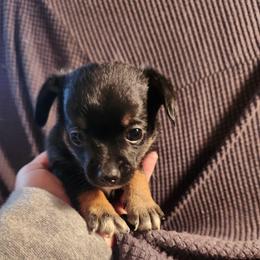 Leo - Black and tan male Chihuahua puppy in Bethlehem, Pennsylvania from Steel City Exotics