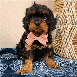 Sally - Black and tan female Cavapoo puppy in Temecula, California from Oodles O'Doodles