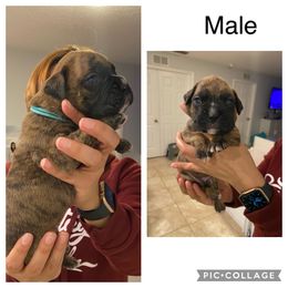 Boy 6 - Boxer puppy in Ruskin, Florida from Zambrano Boxers