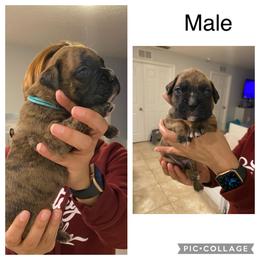 Boy 6 - Boxer puppy in Ruskin, Florida from Zambrano Boxers