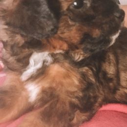 Aussiedoodles from Dixie Poodles Doodles and More