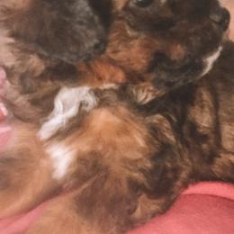Aussiedoodles from Dixie Poodles Doodles and More