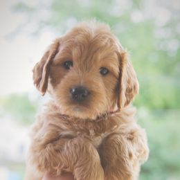 Bernedoodle and Goldendoodle Puppies from Lings Legacy Doodles