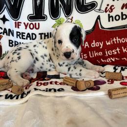 Pino - White and black male Dalmatian puppy in Claremore, Oklahoma from Lotsofdots Dalmatians LLC