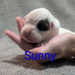Sunny - White female Boxer puppy in New Holland, Pennsylvania from Shady Rill puppies