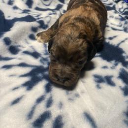Fielder - Chocolate merle male Bernedoodle puppy in Battle Creek, Michigan from T-Rose’s Bernedoodle & Pomsky Puppies