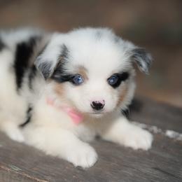 Leeann - Blue merle female Australian Shepherd puppy in Austin, Texas from Sweetwater Australian Shepherds