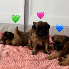 Brussels Griffon Puppies from Griffs & Co.