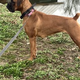 Boxer All Grown Up from Rumors of Luv Boxers