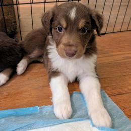 Colby - Red tri-color male Australian Shepherd puppy in Pamplin, Virginia from Hope & Joy Acres