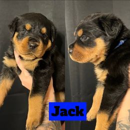 Jack - Rottweiler puppy in North Carolina from Wild Gnome Kennel