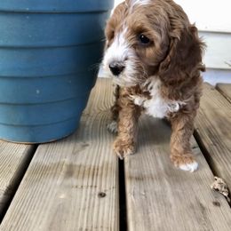 Cavapoo Puppies from Painter Cavapoos