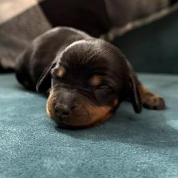 PINK - Black and tan female Dachshund puppy in Dalhart, Texas from 806 Mini Doxies
