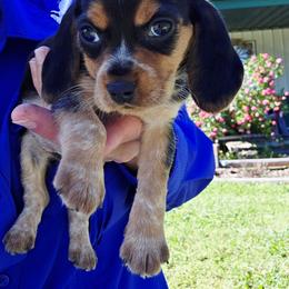 Daisy - Blue tan and white female Beagle puppy in Bunch, Oklahoma from Julie’s Jewels Puppies