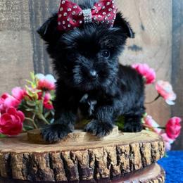 Sweet Raven - Black and tan female Yorkshire Terrier puppy in Howe, Oklahoma from Ray Holder