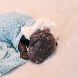 Germany - Black female Labradoodle puppy in Kingston, Georgia from CC Familydoodles