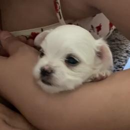 Maltese Puppies from B&O Maltese