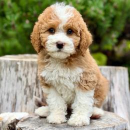 Bruno (Blue Collar) - Red male Bernedoodle puppy in Stanwood, Washington from Butter Cup Pups and Paws