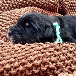 Miss Mango - Tri-color female Bernedoodle puppy in Hegins, Pennsylvania from Bubbling Springs Doodles, LLC