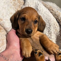 Jimmy - Red male Dachshund puppy in Modesto, California from Little D’s Dachshunds