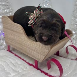 Joy (Hot Pink) - Chocolate female Australian Labradoodle puppy in Citrus Heights, California from Elite Blend Labradoodles