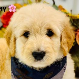 Aussiedoodle and Bernedoodle Puppies from Little Hawcreek Doodles